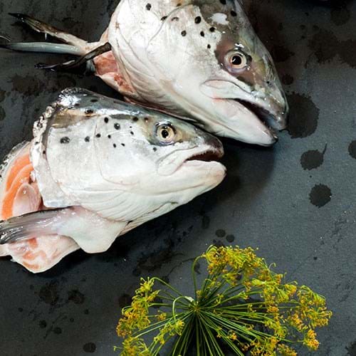 bhj-food-industry-2-pod-500x500